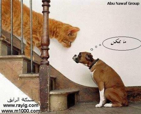 imposible i'm dreamen